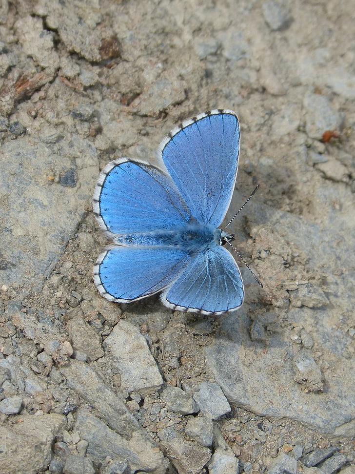 Motyl, niebieski motyl, blaveta farigola, pseudophilotes panoptes, jedno zwierzę, owad, zwierzęce motywy