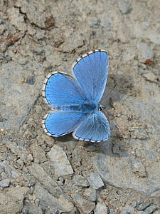motýl, modrý motýl, blaveta farigola, pseudophilotes panoptes, jedno zvíře, hmyz, zvířecí motivy