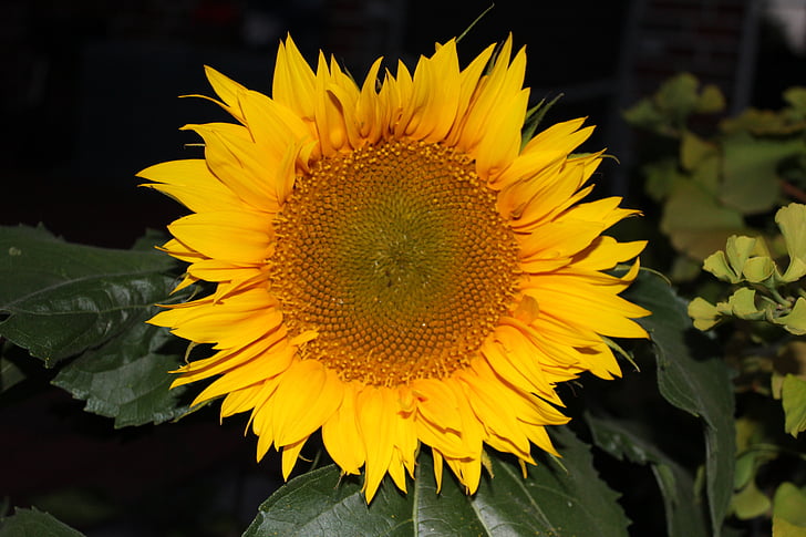Sun flower, závod, léto, žlutá, Příroda, květ, Bloom
