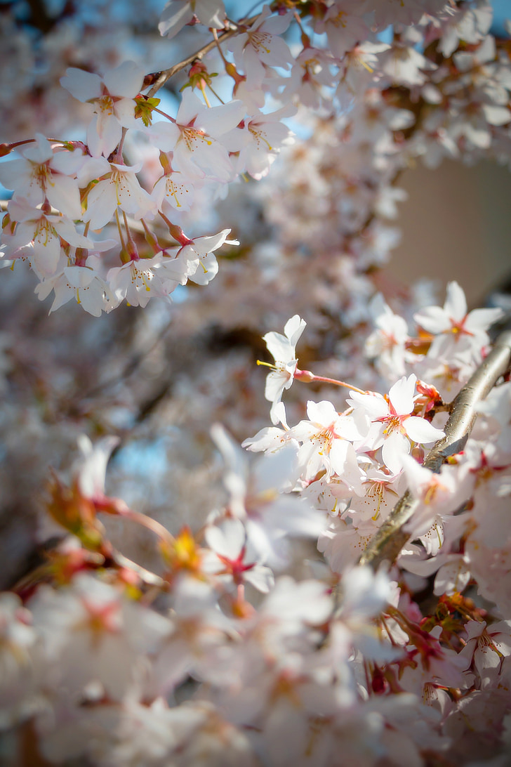 Пролет, цветя, цъфтеж, Градина, природата, бели цветя, příroda