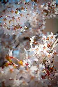 pavasarį, gėlės, žydėjimo, sodas, Gamta, baltos gėlės, příroda