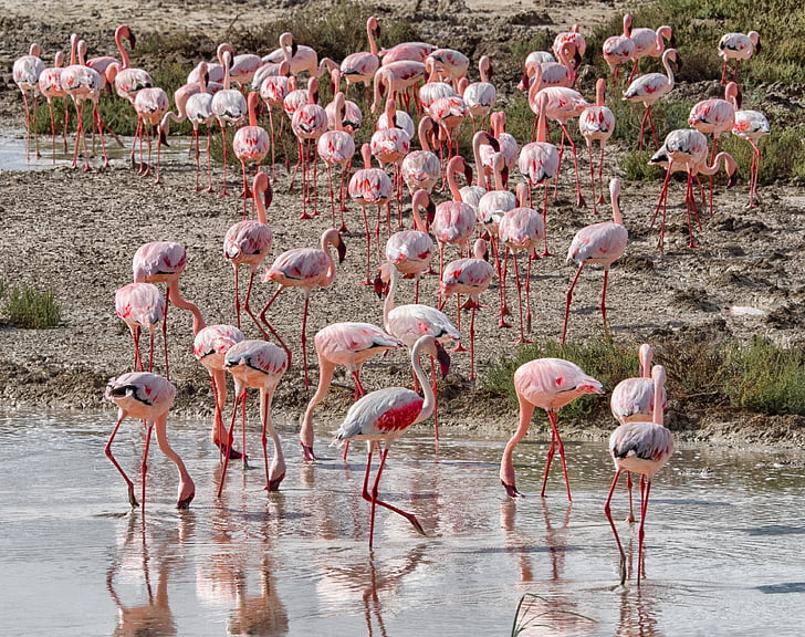 Flamingo, burung, merah muda, kawanan, Namibia
