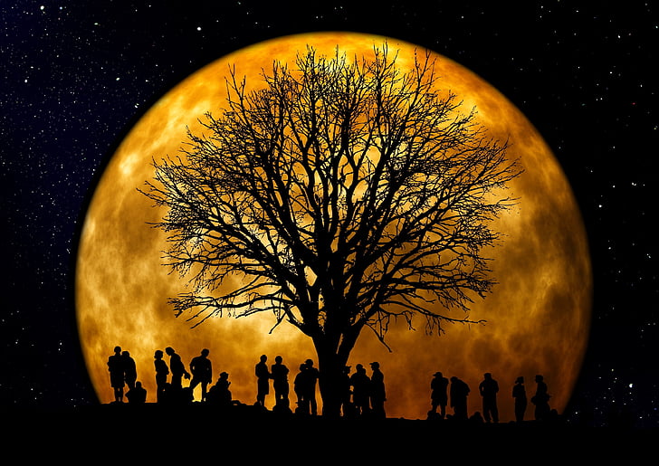 copac, grup, persoană, luna, fundal, silueta, oameni