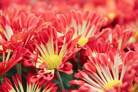 Chrysantheme, Blume, Blütenblatt, Floral, romantische, Blüte, Anlage