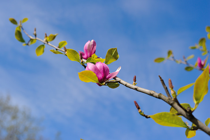 Magnolia, blommor, Kiev