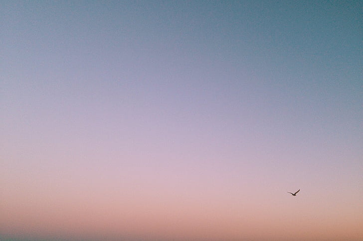 bird, flying, sunset, sky, purple, pink, airplane