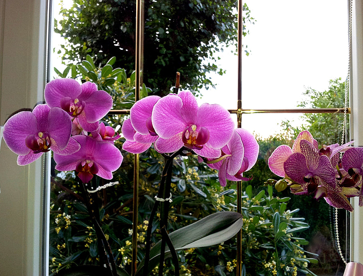 orhideja, cvijet, Rosa, fuksija, boja, prozor, lišće