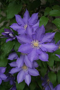 clematis, purple, flower, nature, plant, summer, blooming