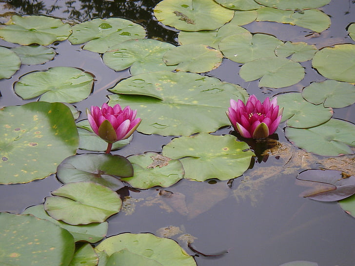 květ, Lotus, rybník, Vodní lilie, Příroda, Lotus leknín, závod