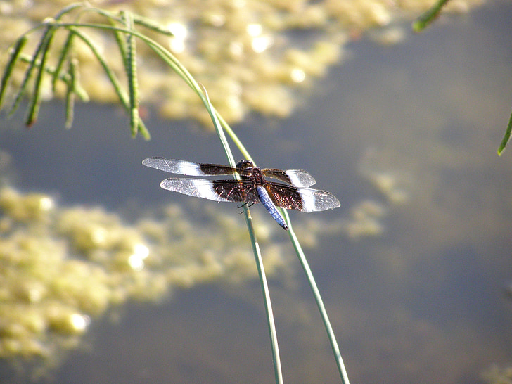 dragonfly, bug, insect, nature, fly, wing, summer