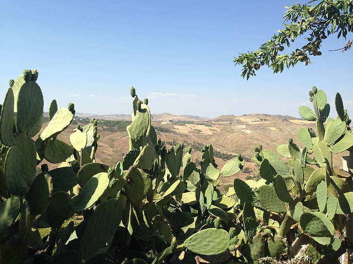 kaktus, opuncia, Sicília, letné