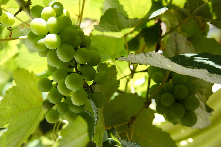 UVA, завод, Грин, Природа, лист, виноград, фрукты