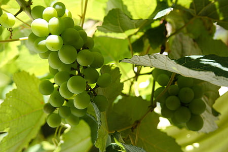 uva, plant, green, nature, leaf, grape, fruit