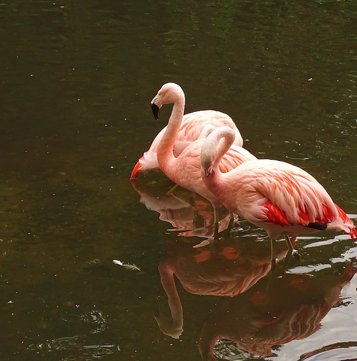 животни, Фламинго, розово, Зоологическа градина, дива природа фотография, Отразявайки