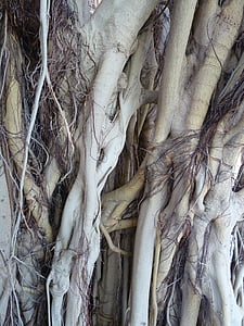 árbol, raíz, Ficus, marrón, gris, luftwurtzel, exóticos