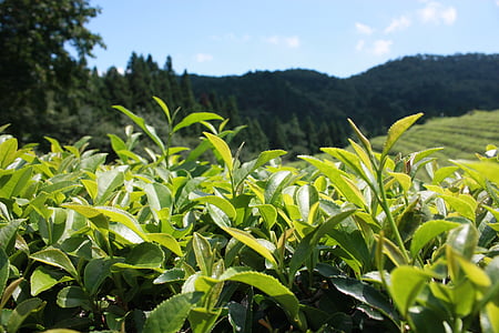 green tea plantation, plants, landscape, tea, leaf