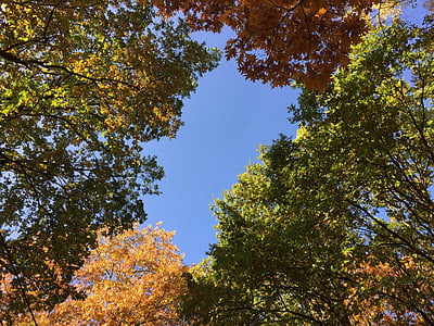 lišće, Sezona, jesen, boje, priroda, boje jeseni, žuta