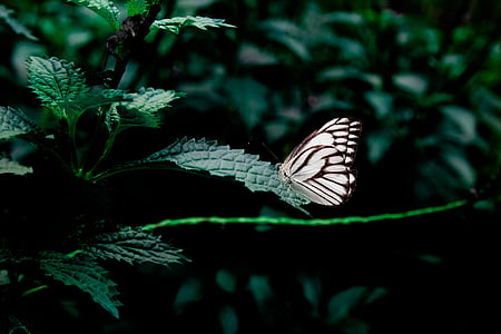 biela, hnedá, motýľ, rastliny, listy, Zelená, Príroda