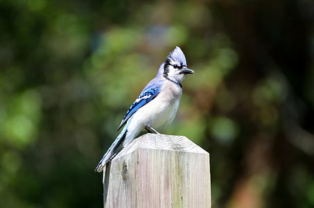 Blue jay, con chim, Dịch cúm gia cầm, Thiên nhiên, động vật hoang dã, động vật, cho ăn