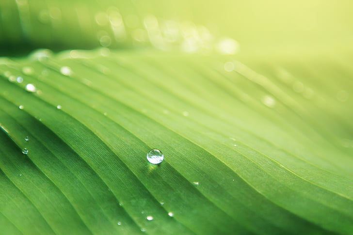 nature, green, leaf, water, droplets, dew, drop