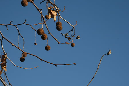 branch, ball, tree, fruit, nature, autumn, blue