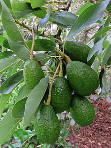 avocado, fruit, tree, green, organic, natural