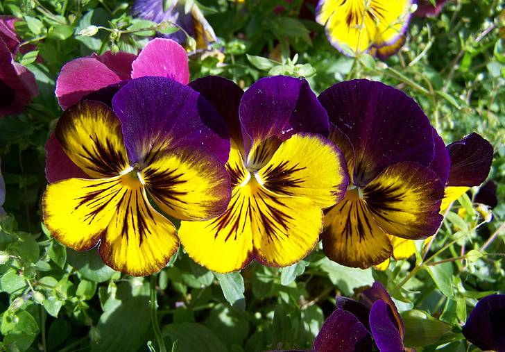 púrpura y amarillo pansy, jardín de flores, primavera