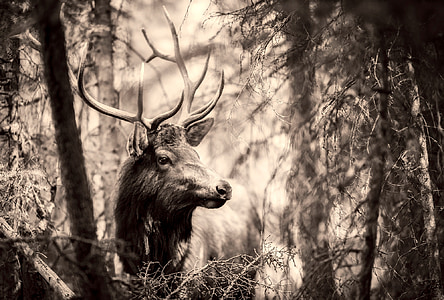 jelen, Elk, živali, prosto živeče živali, jelen, moški, rogovja