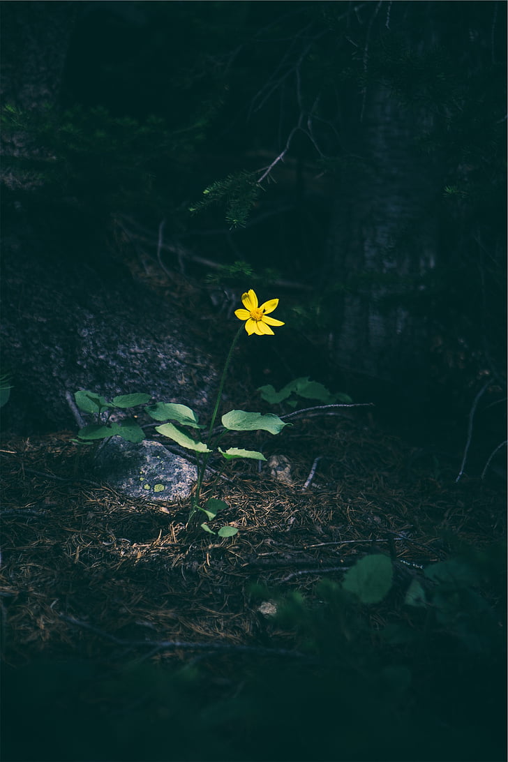 selective, focus, photography, yellow, daisy, flower, forest