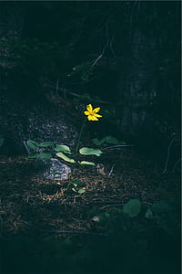 selektywne, fokus, fotografii, żółty, Daisy, kwiat, lasu