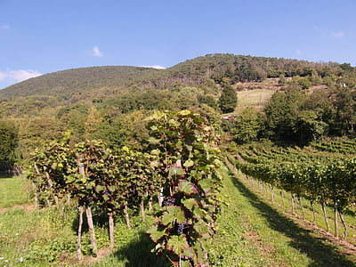 新しいワイン, ワイン, ヴィンテージ, ワインの収穫, ブドウ, ブドウ園, ブドウ