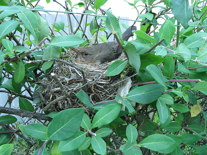 fugl, reden, nesting