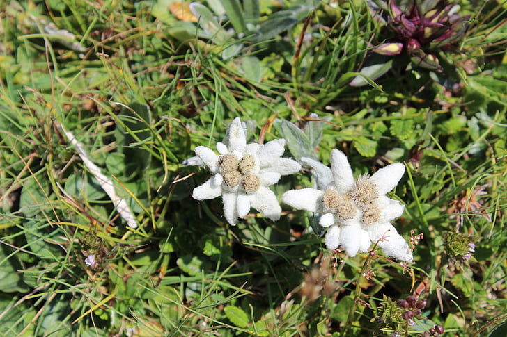 Edelweiss, Østerrike, ville blomster