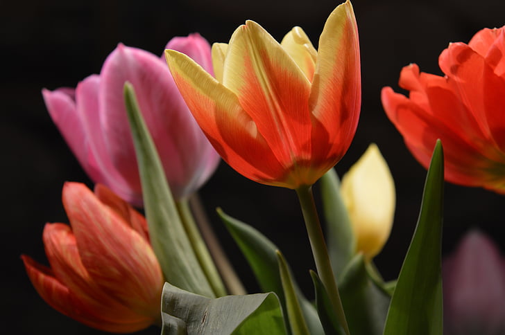 Tulip, floare, colorat, plante, primavara, flori, petale