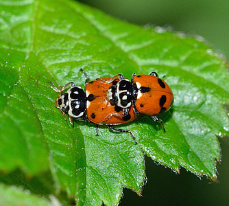 insects, beetles, ladybug, hippodamia, variegata