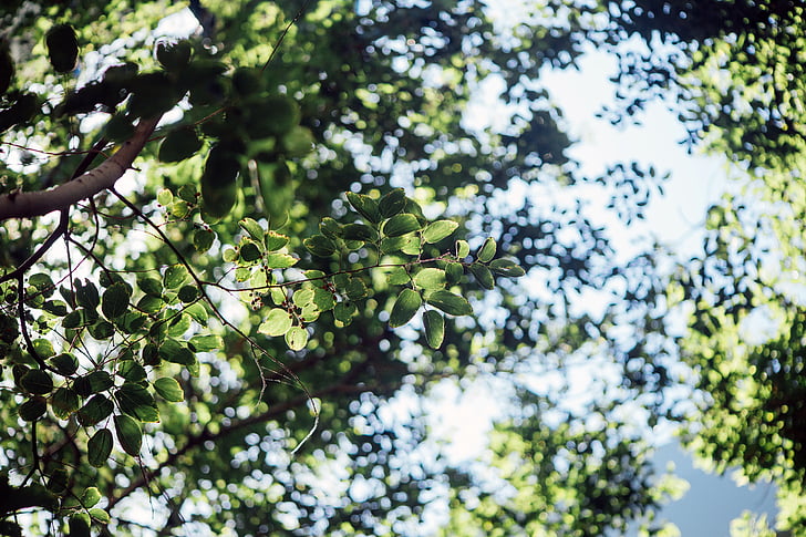 그린, 잎, 트리, 공장, 자연, bokeh, 스카이