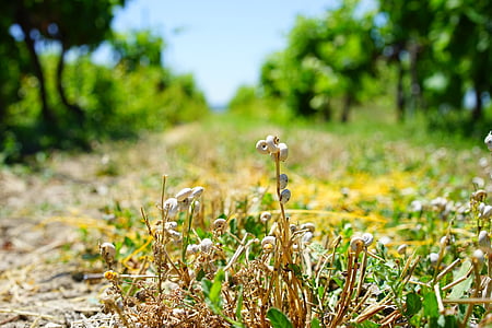 sraigės, Sraigė apvalkalas, sraigių kiautų, sveikatos sraigė, xeropicta šiurkštus tina, Pietų Prancūzijoje., Provence