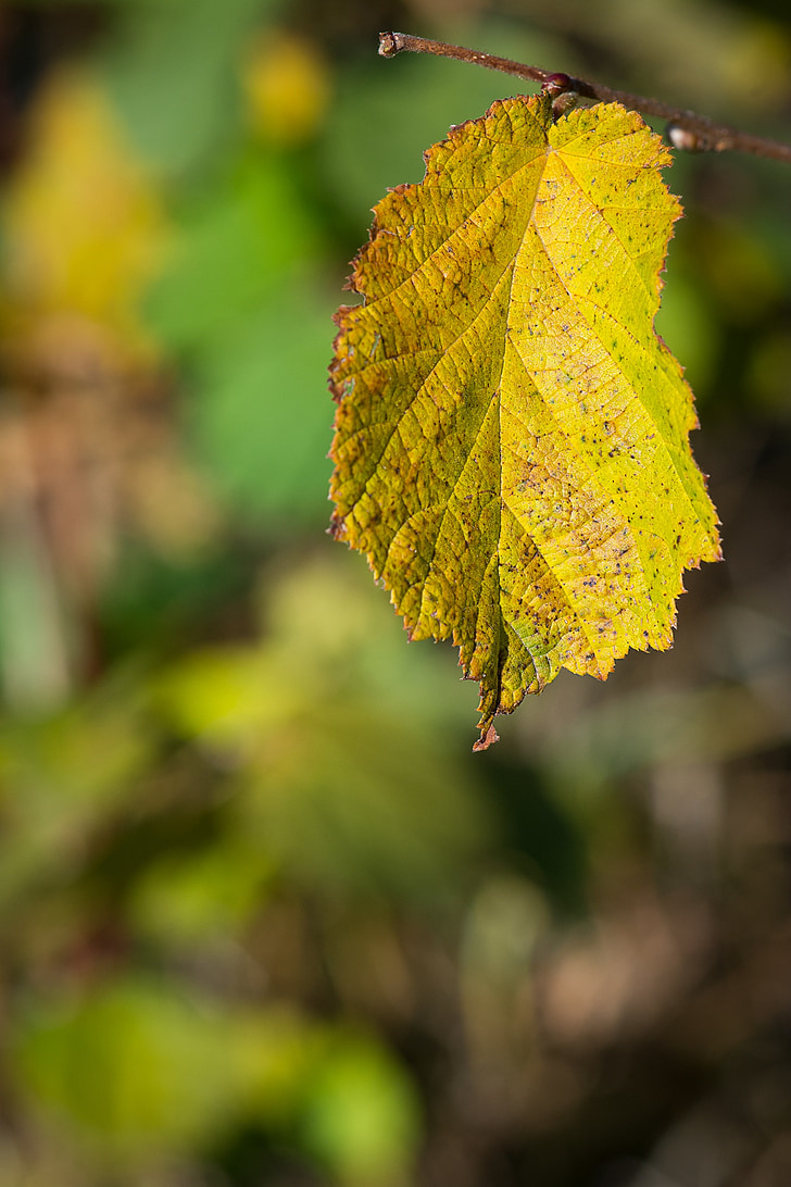 Leaf, hösten, falla lövverk, naturen, förgänglighet, färgade, missfärgade