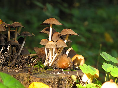 mushrooms, forest, konar, trunk, nature, chestnut boletus, autumn