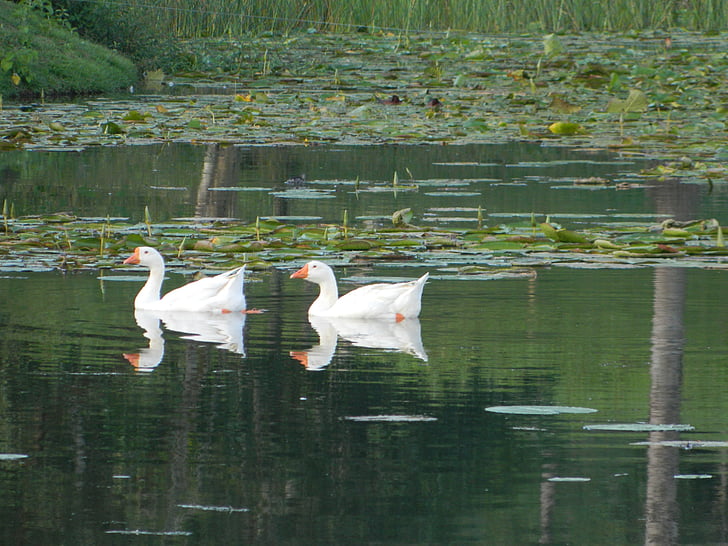 鸭, 绿头鸭, 池塘