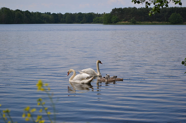 Swan, rodina, rybník, jar, mláďatá, biela, vody