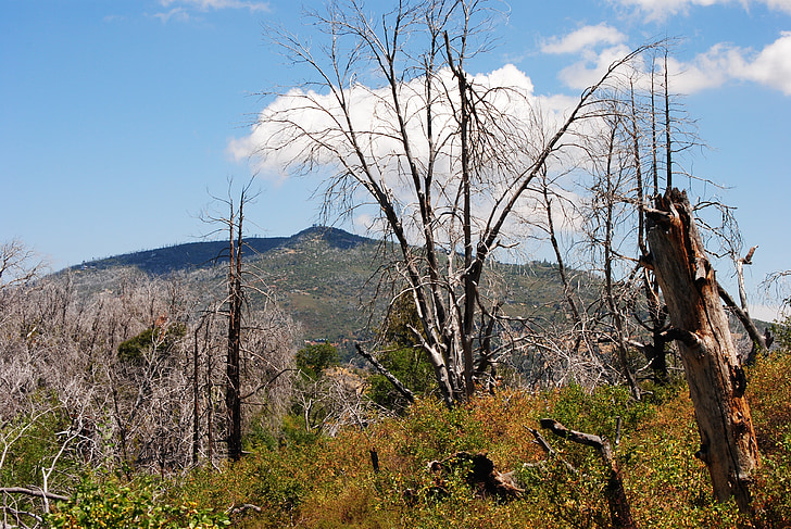 lesní požár, mrtvé stromy, San diego, La jolla, Kalifornie, krajina, Cuyamaca