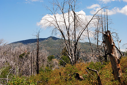 skovbrand, døde træer, San diego, La jolla, Californien, landskab, Cuyamaca