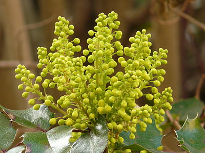 thông thường các loài gụ, stechdornblättrige mahonie, Mahonia aquifolium, cây thường xanh strauchart, gỗ gụ, berberitzengewächs, Berberidaceae