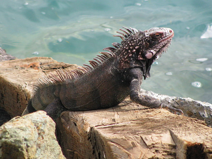 iguana, beach, rock, sea, lizard, nature, wildlife