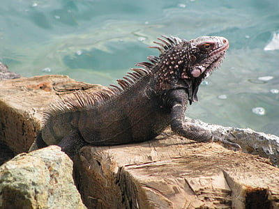 Iguana, plaža, stijena, more, gušter, priroda, biljni i životinjski svijet