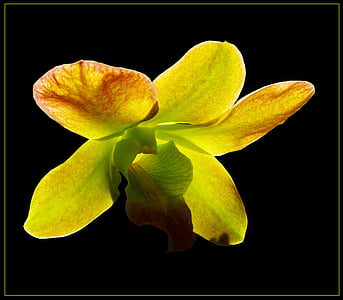orchidea, Blossom, Bloom, virág, sárga-zöld