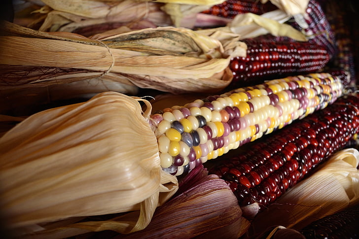 upadek, żniwa, Indian corn, kukurydza, suszonej kukurydzy, upraw, warzyw