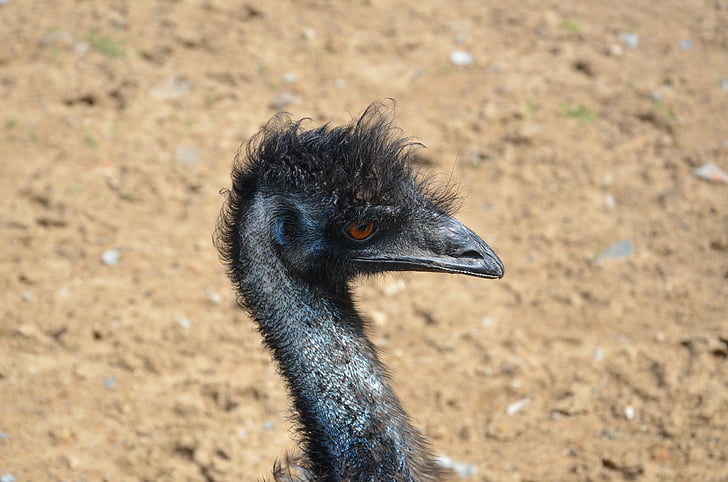 EMU, St blauw, Ocean park