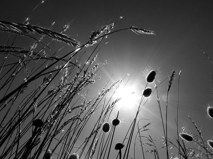 sol, sky, herbs, black and white, dramatic sky, silhouette, light